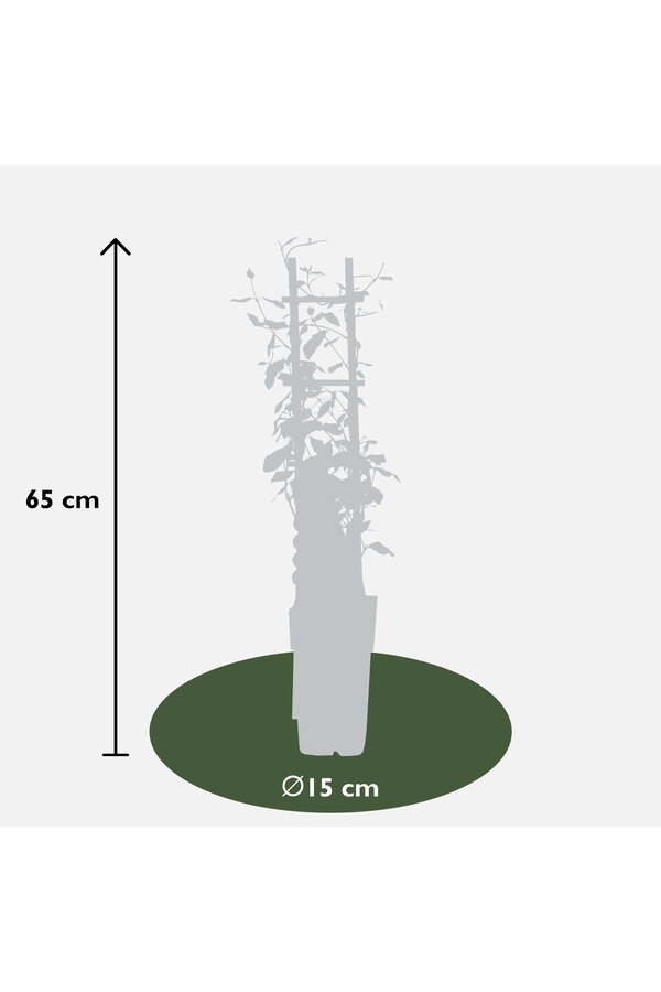 Jasmin de Toscane Star Of Toscana