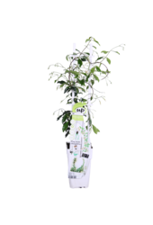 Jasmin de Toscane Star Of Venice