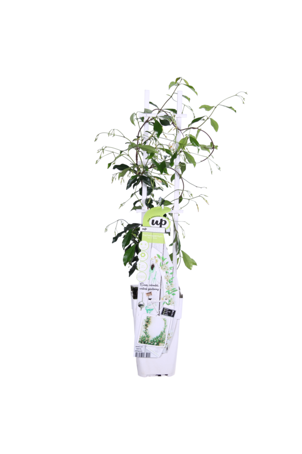 Jasmin de Toscane Star Of Venice