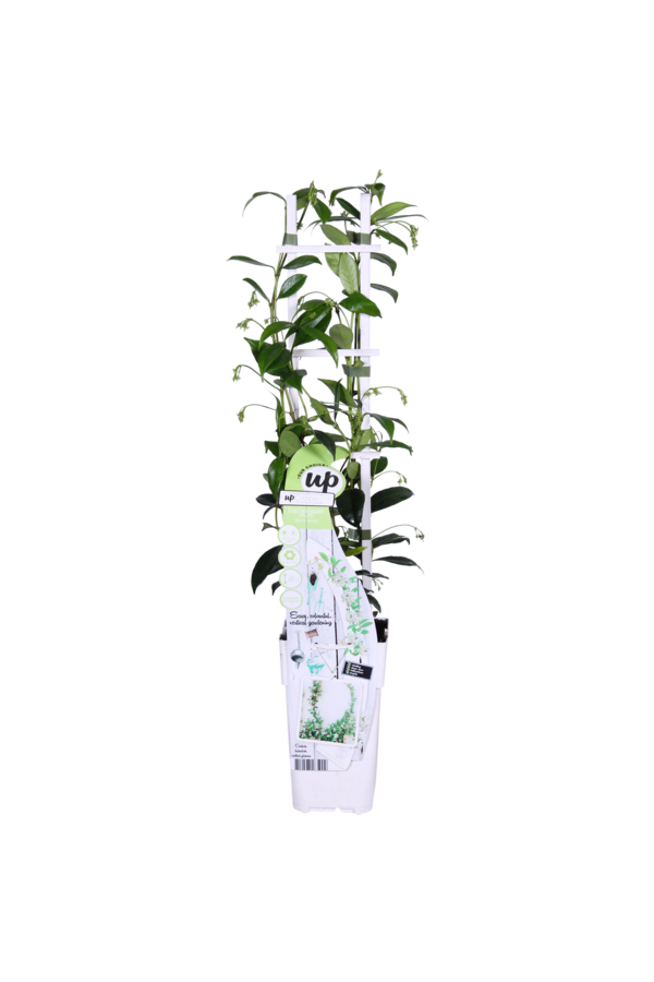 Jasmin de Toscane Star Of Venice