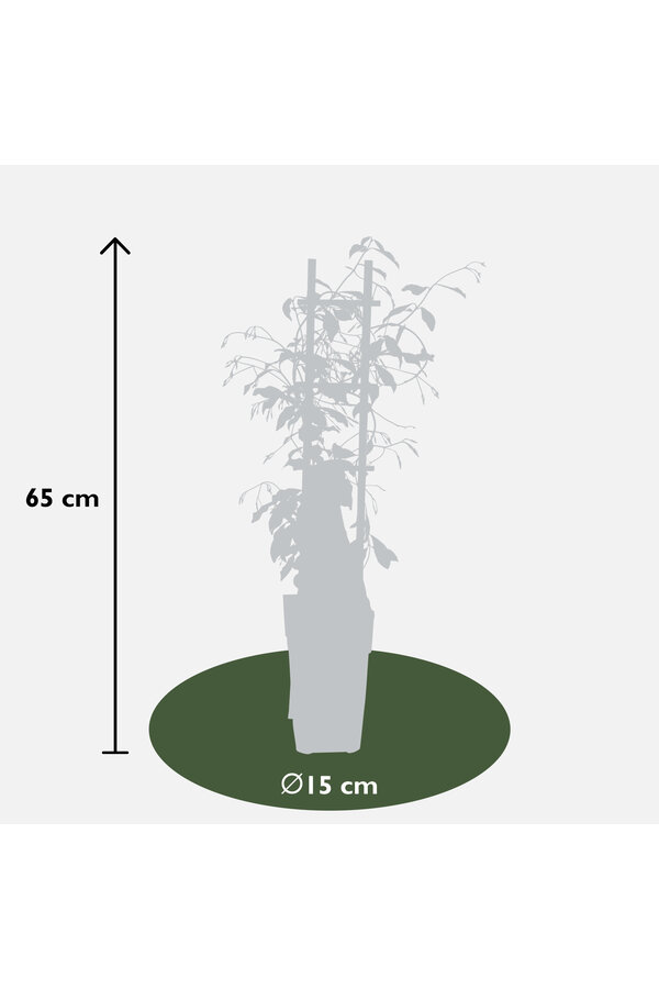 Jasmin de Toscane Star Of Venice