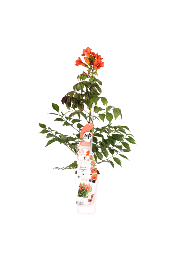 Bignone Fire Trumpet