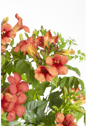 Bignone Fire Trumpet