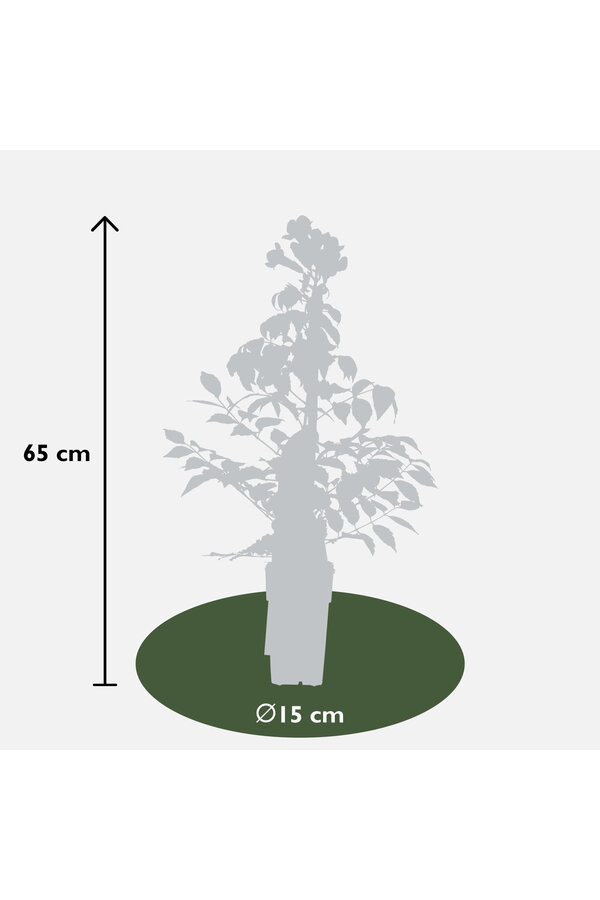 Bignone Fire Trumpet