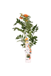 Bignone Indian Summer