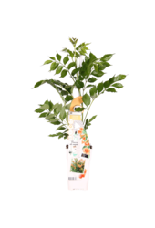 Bignone Indian Summer