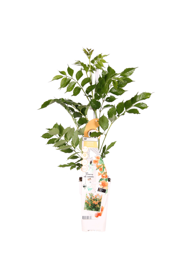 Bignone Indian Summer