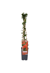 Pyracantha Red Column