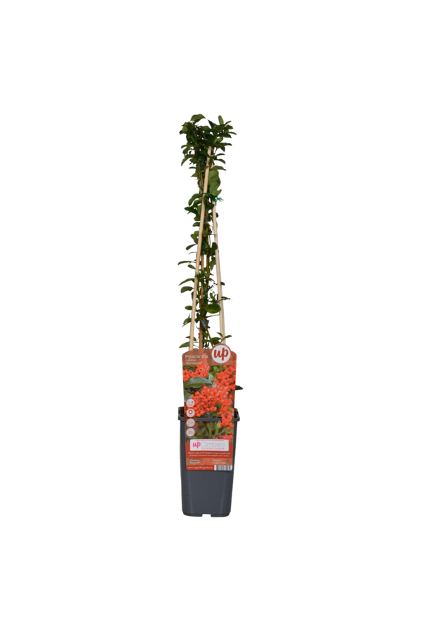 Vuurdoorn Red Column