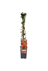 Pyracantha Red Column