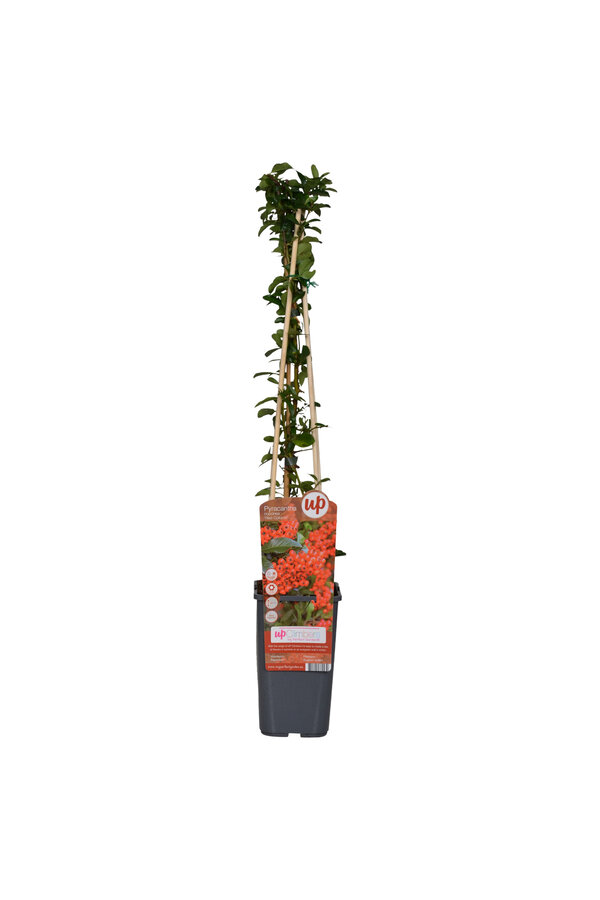 Pyracantha Red Column