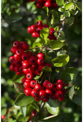 Pyracantha Red Column