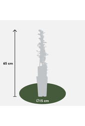 Pyracantha Red Column
