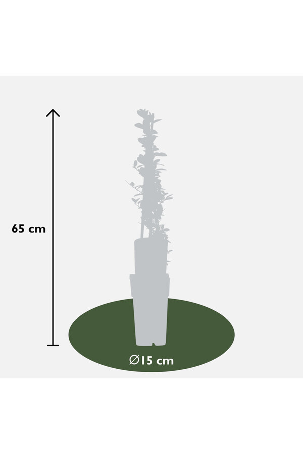 Pyracantha Red Column