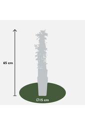 Pyracantha Orange Glow