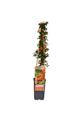 Pyracantha Soleil d'Or