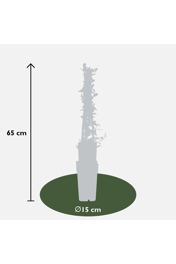 Pyracantha Soleil d'Or