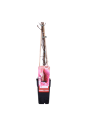 Vigne vierge Engelmannii