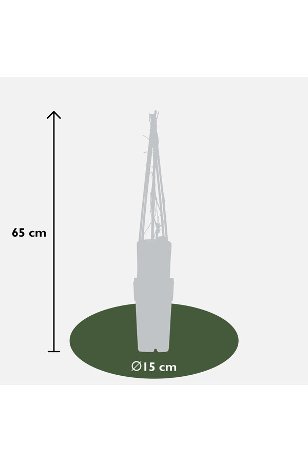 Vigne vierge Engelmannii