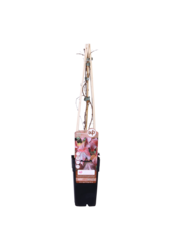 Vigne vierge de Veitch