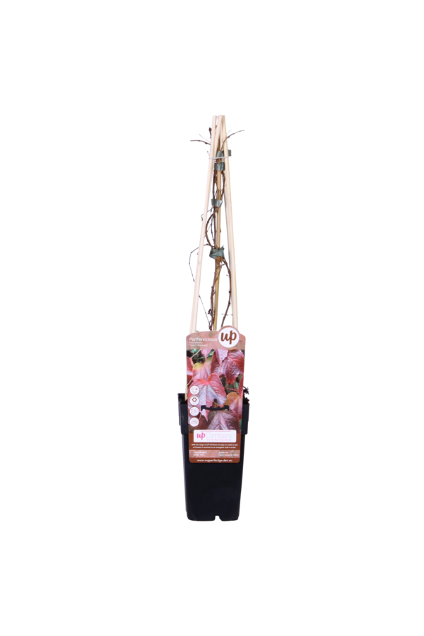 Vigne vierge de Veitch