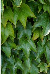 Vigne vierge de Veitch