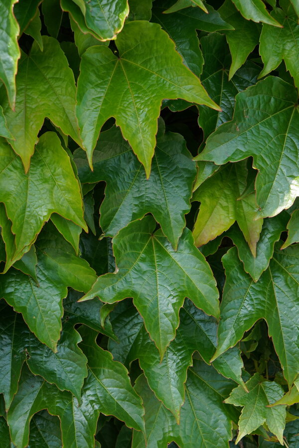 Vigne vierge de Veitch