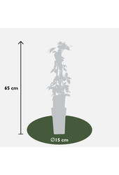 Vigne vierge de Veitch