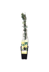 Winterjasmijn Nudiflorum