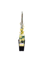 Jasmin d'hiver Nudiflorum