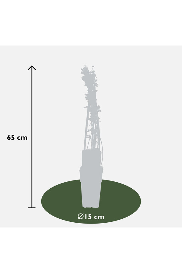 Jasmin d'hiver Nudiflorum