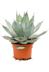 Agave Titanota Blue Ice