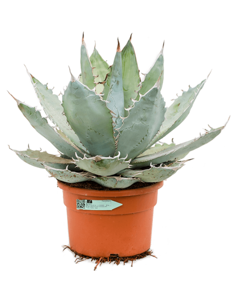 Agave