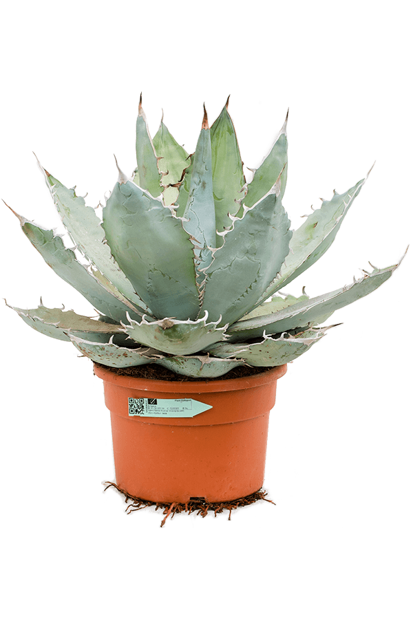 Agave Titanota Blue Ice