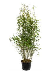 Fargesia Murieliae Jumbo