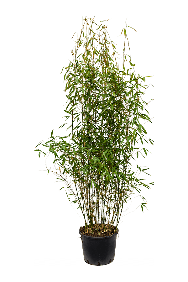 Fargesia Murieliae Jumbo