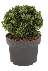 Ilex Crenata Dark Green