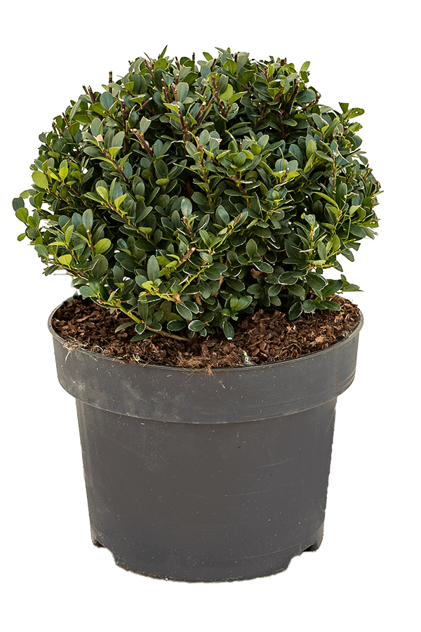 Ilex Crenata Dark Green