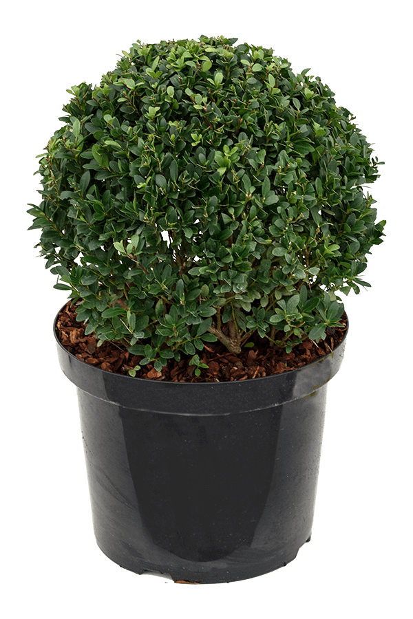 Ilex Crenata Dark Green