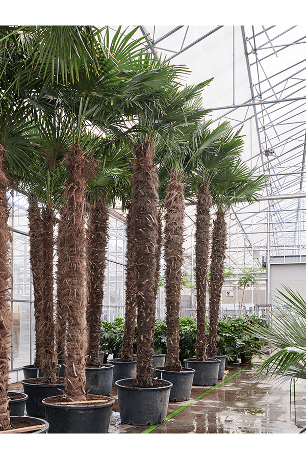 Trachycarpus Fortunei (520-580)