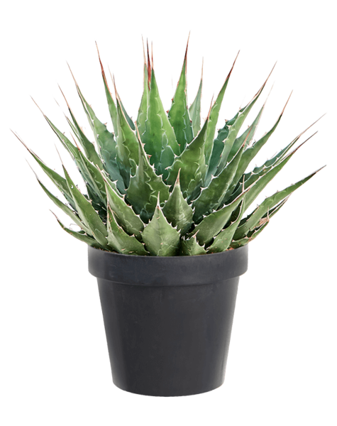 Agave