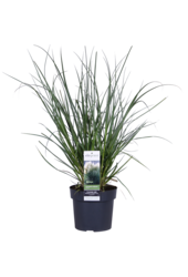 Cortaderia Herbe de la Pampa Evita