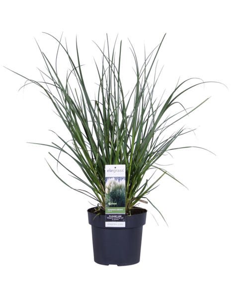 Herbe de la Pampa