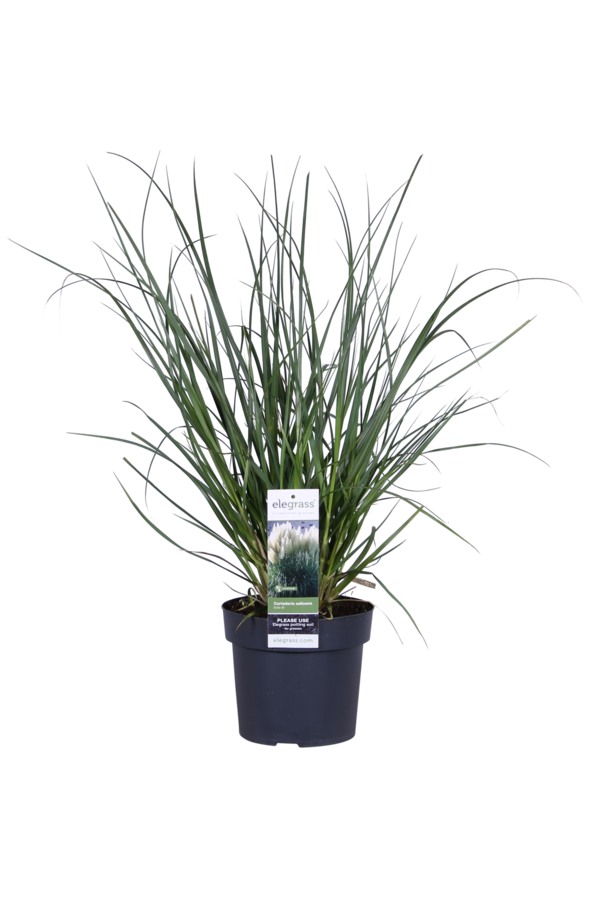 Cortaderia Herbe de la Pampa Evita