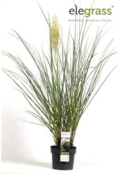 Cortaderia Herbe de la Pampa Evita