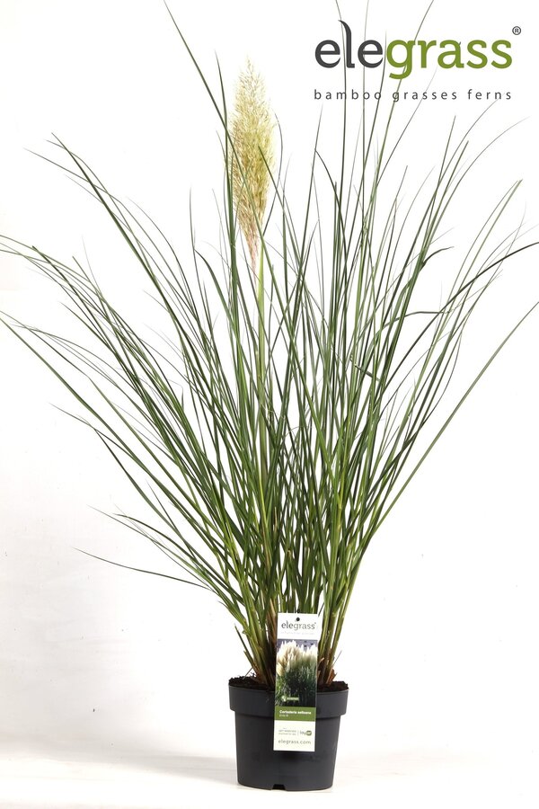 Cortaderia Herbe de la Pampa Evita
