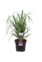 Calamagrostis 'Karl Foerster'