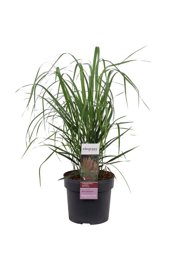 Pluimstruisriet Calamagrostis  Karl Foester