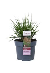 Pluimstruisriet Calamagrostis  Karl Foester