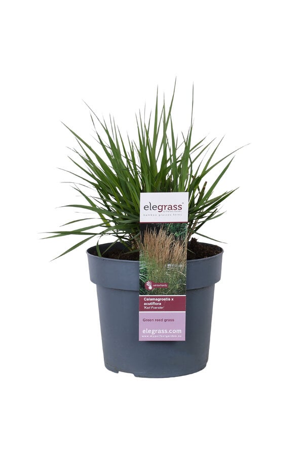 Pluimstruisriet Calamagrostis  Karl Foester